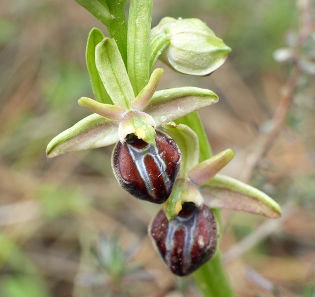 Orchidee di Creta: tra mitologia, montagne e natura, marzo 2015